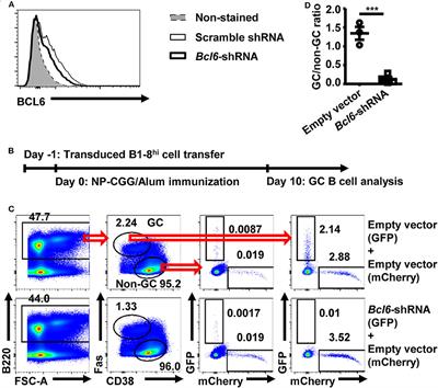 In vivo Screen Identifies Zdhhc2 as a Critical Regulator of Germinal Center B Cell Differentiation